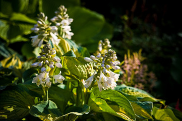 White blossom of a decorative garden plant, abstract nature background.