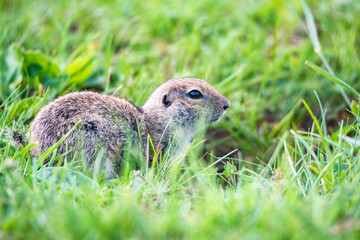 Mountain Caucasian Gopher or Spermophilus musicus in grass in Russia.