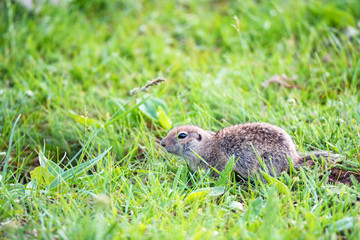 Naklejka na ściany i meble Mountain Caucasian Gopher or Spermophilus musicus in grass in Russia.