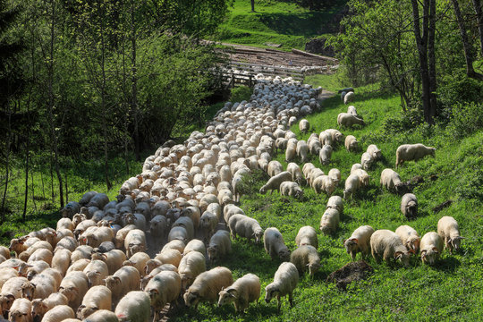 The spring exit of shepherds with herds of sheep for summer grazing