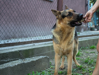 a woman gives to eat a beautiful big dog
