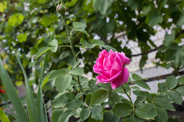 a beautuful garden rose in the garden