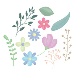 flowers and leafs decoration vector illustration