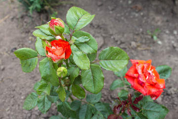 a beautiful red wild rose growing in the garden