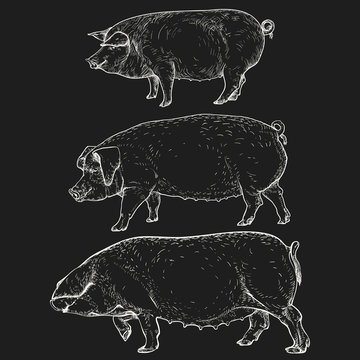 Vector illustration. Hand drawing on a graphic tablet. A set of pigs: the body of the object is painted over. The contour is drawn with a silhouette line. Three pigs on a black background.