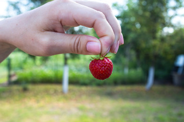 a girl holds strawberries in hand against the background of the garden