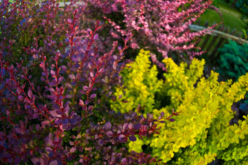 Colorful ornamental garden with vibrant foliage plants and trees. Garden design abstract.