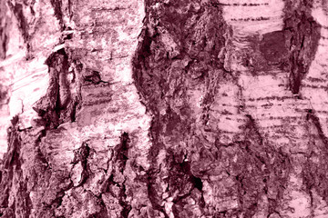 Birch tree bark texture close up.  Toned natural background