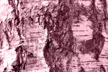 Birch tree bark texture close up.  Toned natural background