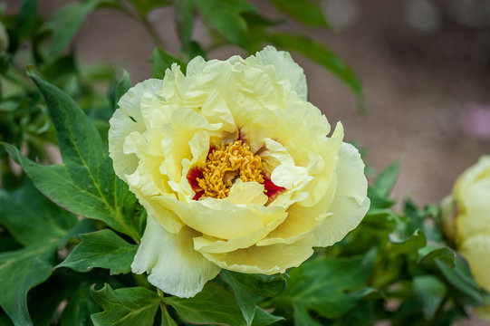 Beauty yellow peony. Chinese peony. Flowers background. Selective focus, top view, close-up.