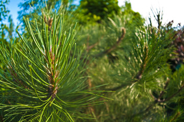 Long needle evergreen garden tree wide angle view, fish eye perspective nature background.