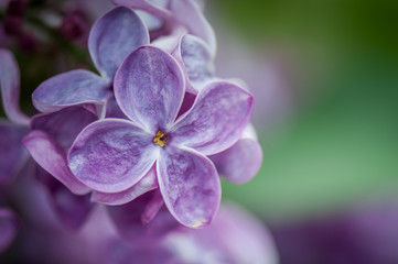 Close up of purple blooming lilac flowers in Spring day. Flowers background. Selective focus, place for text, macro photo.