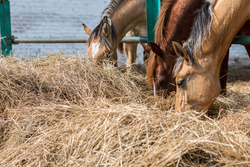 Horses on the farm eat hay. Photographed close up.