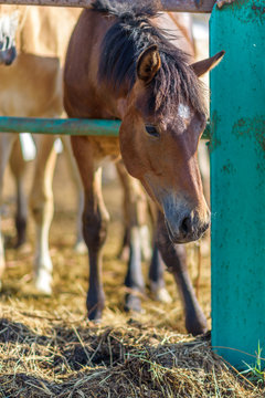 Horses on the farm eat hay. Photographed close up.