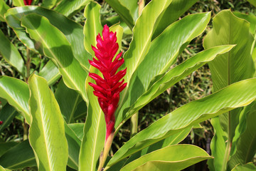 Red ginger flower (Alpinia purpurata) surrounded by bright green leaves