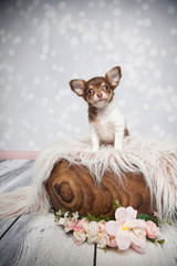 kleiner süßer Hundewelpe