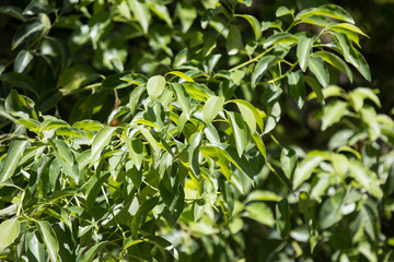 Leaf of Cinnamomum camphora tree