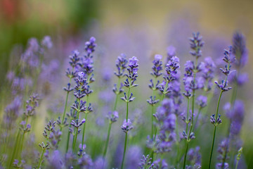 Blooming lavender in a field