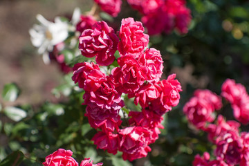 beautiful red rose Bush