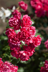 Obraz premium beautiful red rose Bush