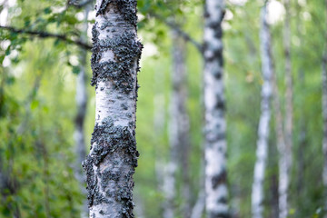 Closeup of trunks of birches with black and white bark in summer, Finland