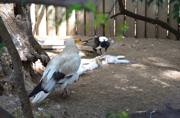 Aegyptian Vulture and White Winged Crow Scavenging