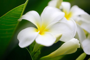 Fototapeta na wymiar Close-up white frangipani tropical flower, plumeria flower blooming on tree, spa flower in soft dim light is beautiful natural background vintage style