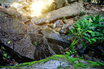 Rainy season forest nature. Vivid morning in colorful forest with sun rays through branches of trees. Scenery of nature with sunlight