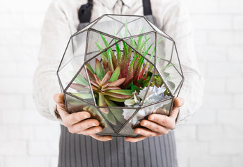 Mini garden. Green home decoration service concept.