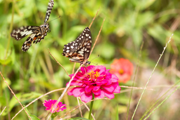 Beautiful butterfly Sucking nectar from pollen In the flower garden