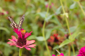 Beautiful butterfly Sucking nectar from pollen In the flower garden