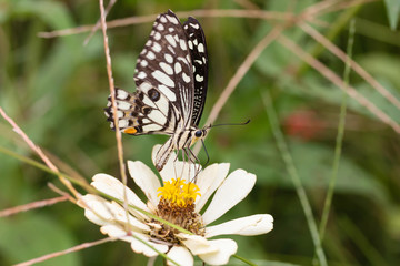 Beautiful butterfly Sucking nectar from pollen In the flower garden