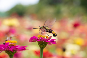 Beautiful butterfly Sucking nectar from pollen In the flower garden