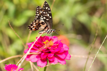 Beautiful butterfly Sucking nectar from pollen In the flower garden