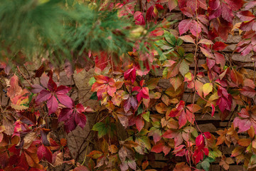Autumn colors. Early leaves of ornamental grapes. Selective focus.