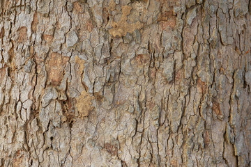 Embossed texture of tree bark.