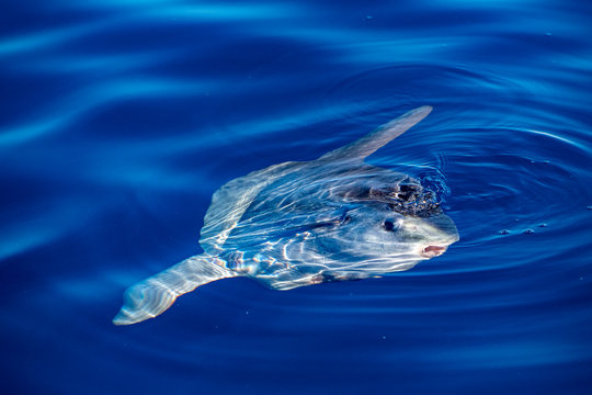sunfish on sea surface while eating velella jellyfish