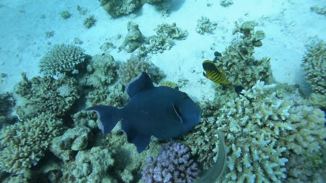 Blauer Dr&uuml;ckerfisch