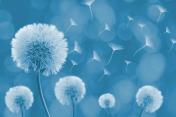 Dandelion with its seeds blown by the wind - obrazy, fototapety, plakaty