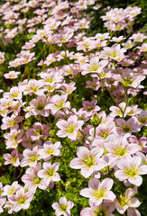 Fototapeta premium Delicate white flowers of Saxifrage mossy in spring garden