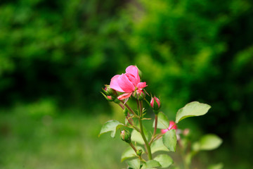 Photo rose petals isolated on the natural blurred background. Closeup. For design, texture, background. Nature.