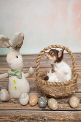 kleiner Hund zu Ostern