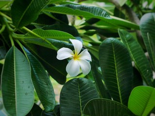 Obraz premium white flower