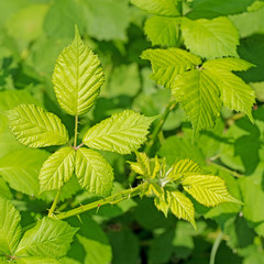 Junge Brombeerblätter im Frühling