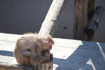 この世に疲れたお猿さん