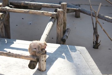 この世に疲れたお猿さん