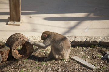 この世に疲れたお猿さん