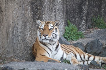 Fototapeta na wymiar Beautiful tiger is looking for his game