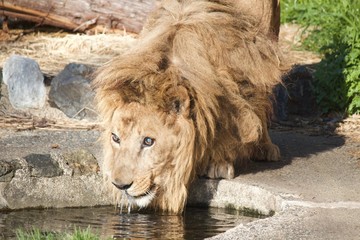 Male lion is drinking water
