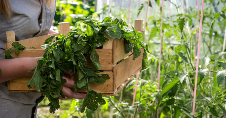 Younger agronomists investigate plants and diseases in the greenhouse, take care of the plants, water, harvest, the idea of agriculture and technology.Agritech